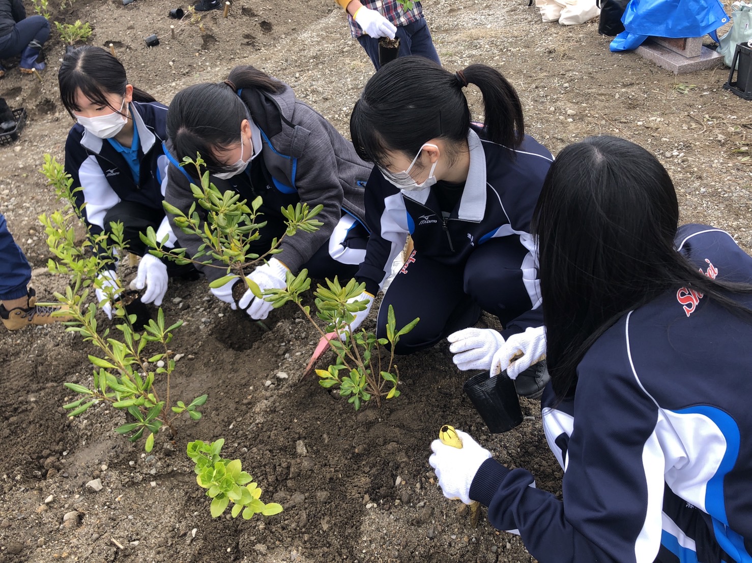 仙台市 荒浜小学校前に「記念植樹」!